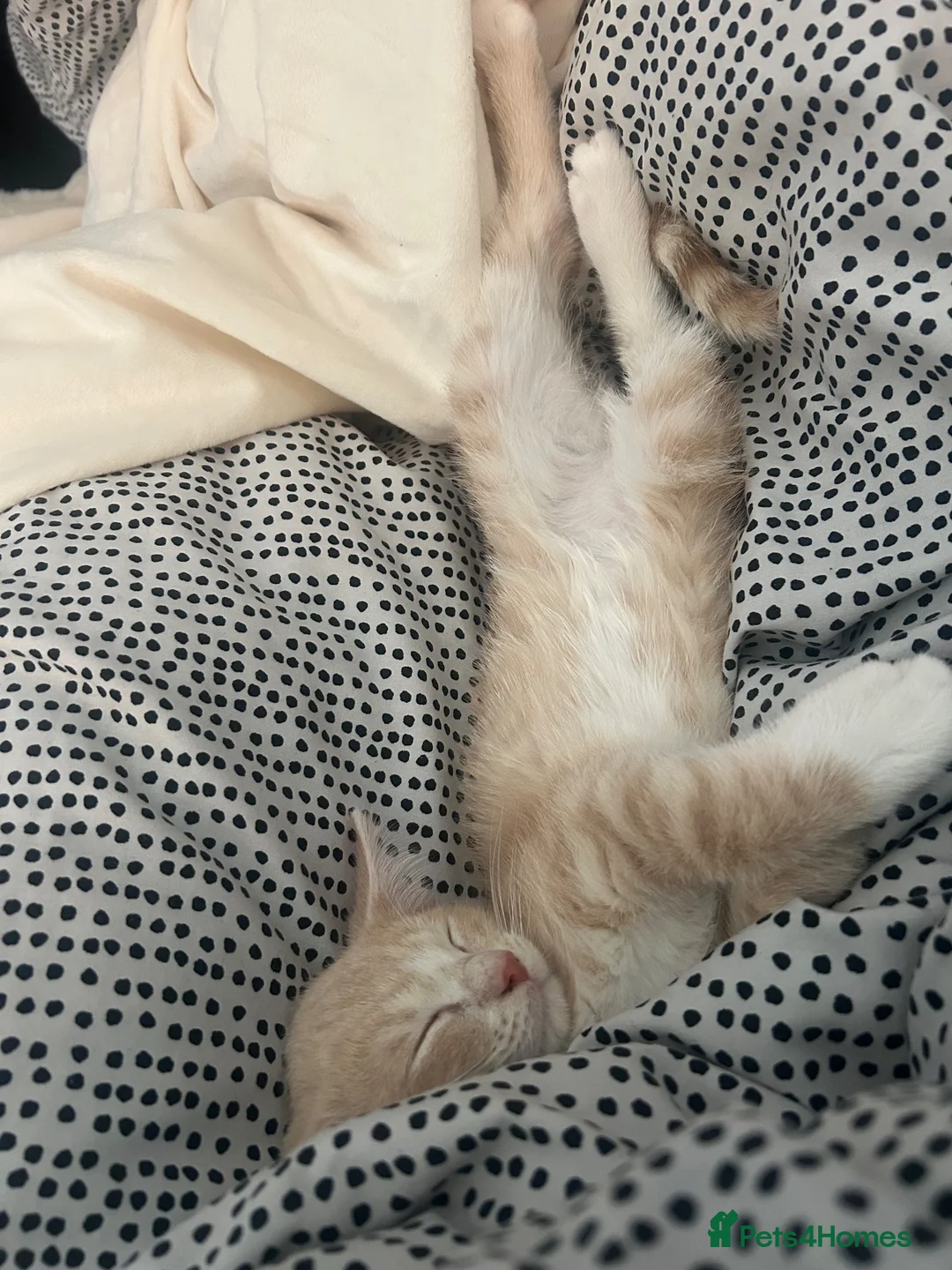 Mixed Breed cats for sale: boy kitten for sale - Advert 5