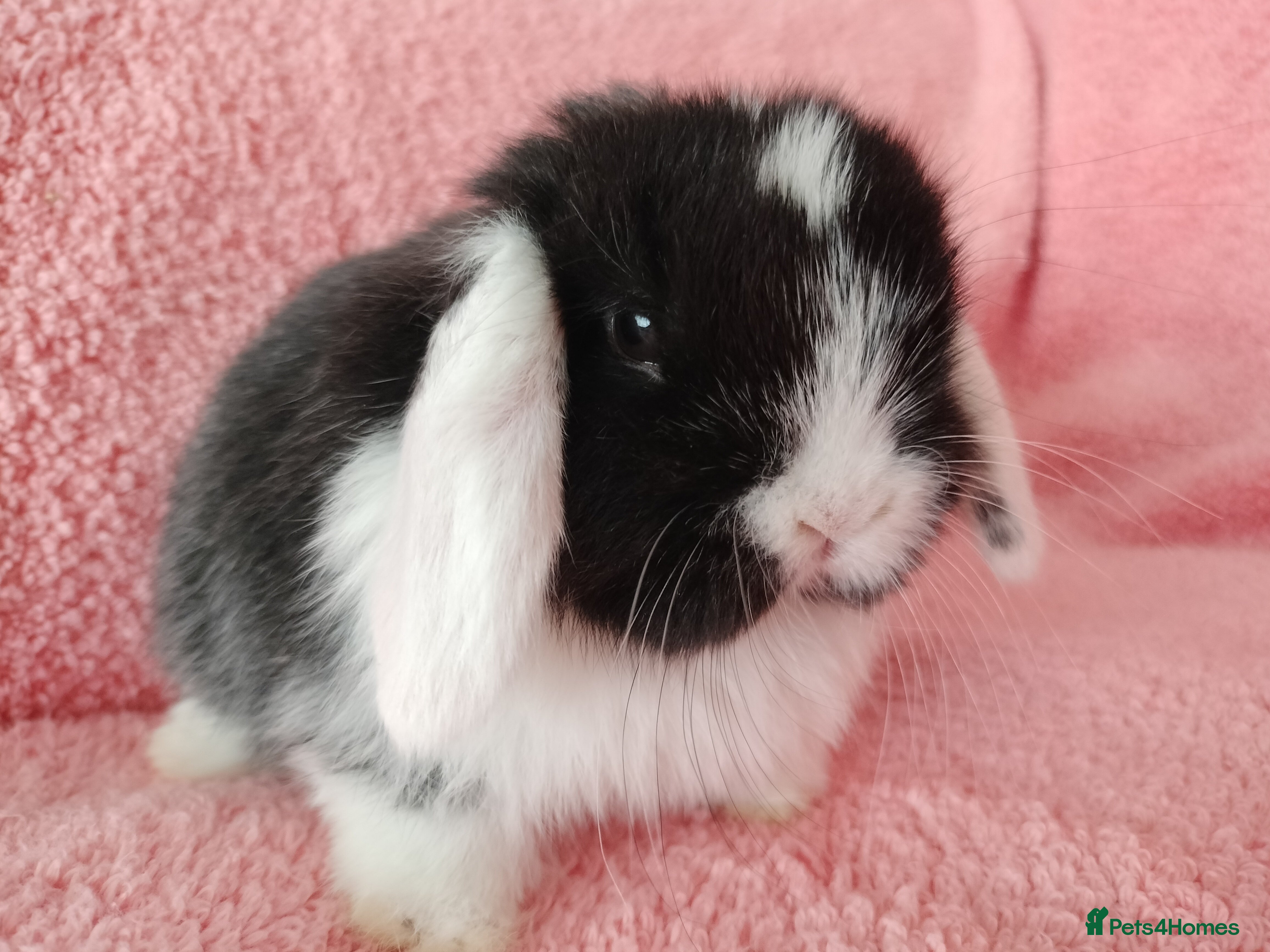 Mini Lop rabbits Baby mini lops for sale  - Advert 18