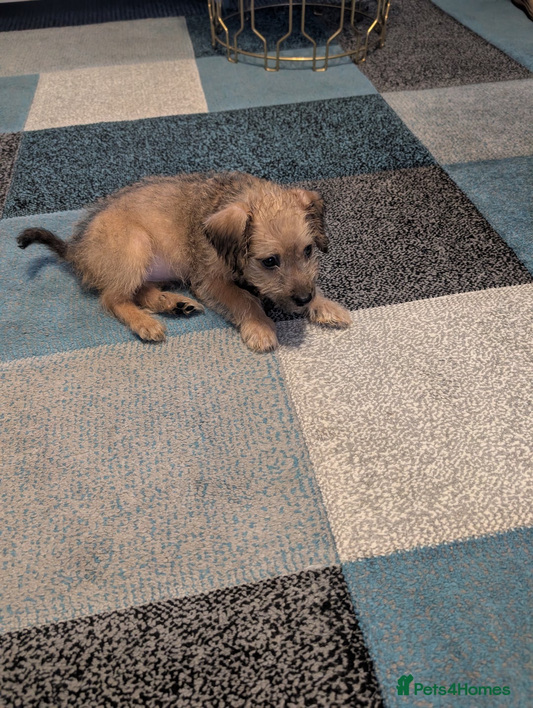 Mixed Breed dogs for sale: Patterpoo puppy  - Advert 2