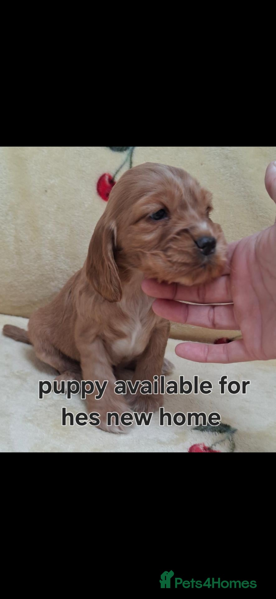 Cocker Spaniel dogs for sale: Cocker Spaniel puppies - Advert 2