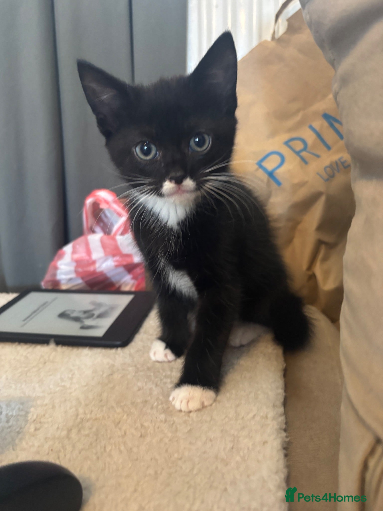 Mixed Breed cats ‼️LAST BOY READY NOW‼️ - Advert 8