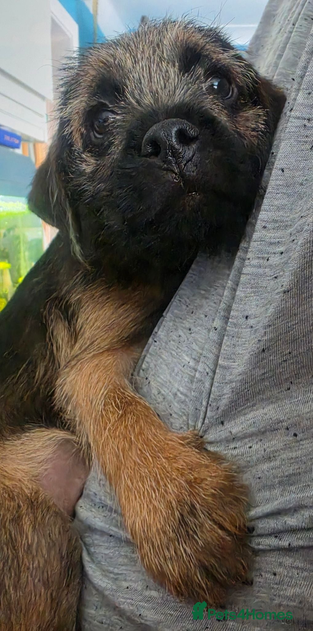 Border Terrier dogs KC Registered Border Terrier males  ready now  - Advert 2