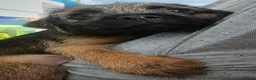 Border Terrier dogs for sale: KC Registered Border Terrier males  ready now  - Advert 2