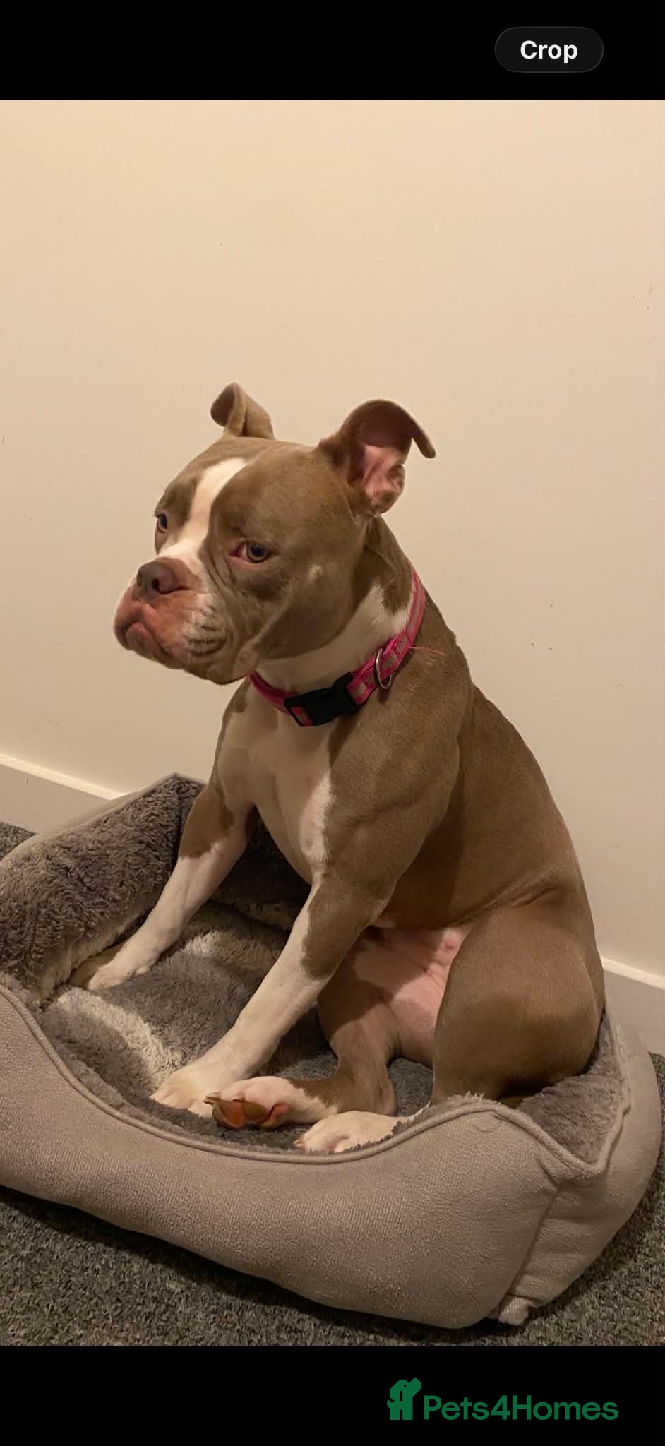 Old Tyme Bulldog dogs Old tyme bulldog needs new home urgently! - Advert 1