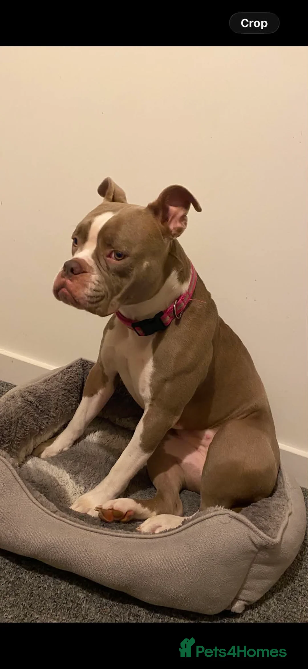 Old Tyme Bulldog dogs for sale: Old tyme bulldog needs new home urgently! - Advert 1