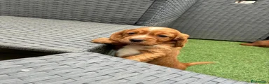 Cocker Spaniel 1