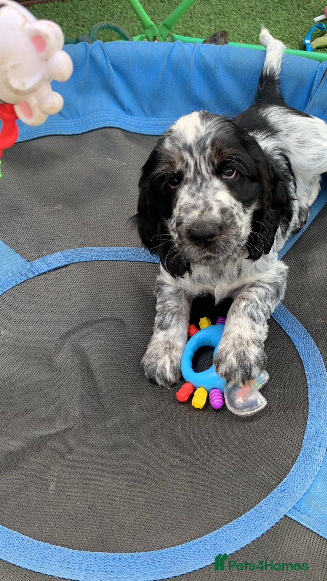 Cocker Spaniel dogs for stud: Extensively Health Tested Stud  in Wisbech - Advert 16