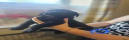 Labrador Retriever dogs for sale: Outstanding litter of 7 KC Reg Labrador Pups - Advert 40