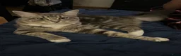 Maine Coon cats for sale: Beautiful Maine coon / Ragdoll Kitten  in Bristol - Advert 3