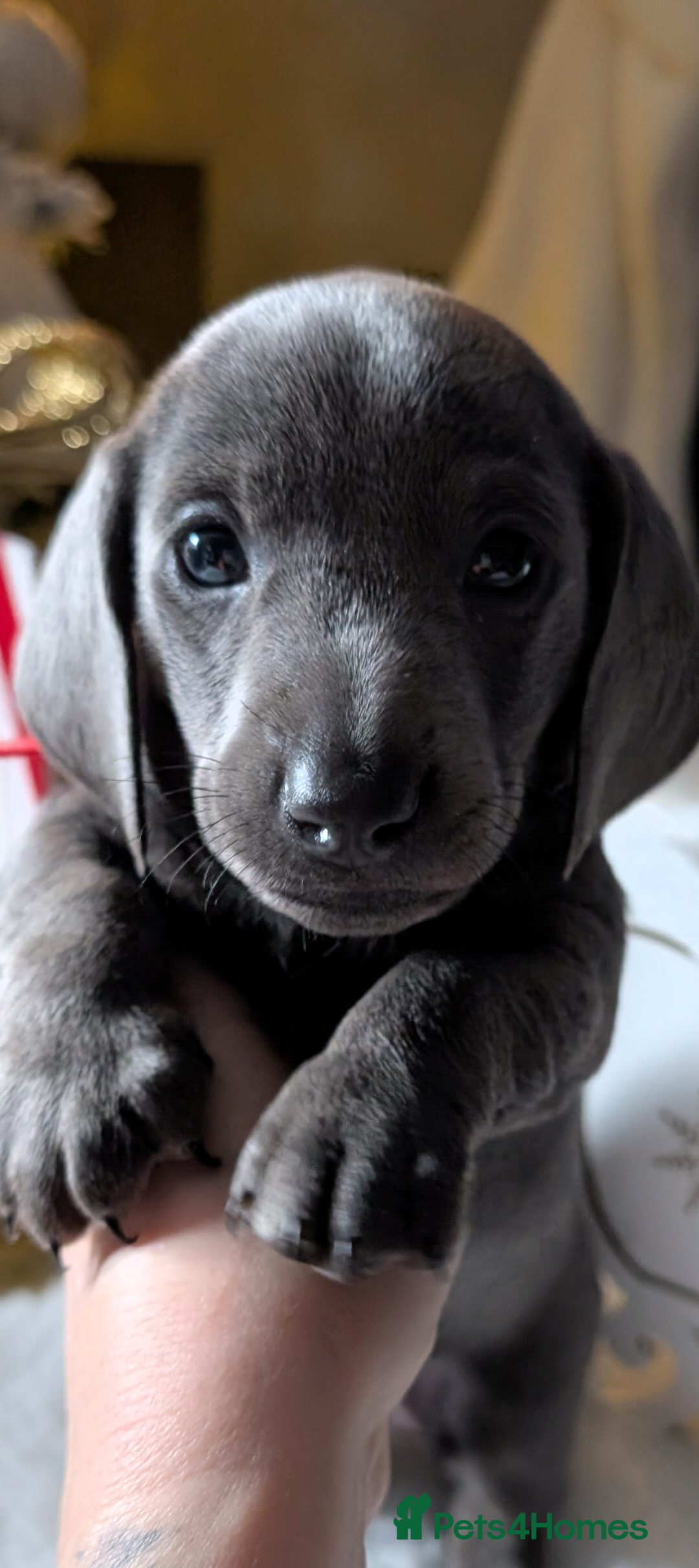 Miniature Dachshund dogs for sale: Beautiful mini dachshunds  - Advert 9