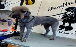 Bedlington Terrier dogs for stud: Bedlington for stud  in Chesterfield - Image 1