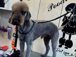 Bedlington Terrier dogs in Chesterfield - Advert 2