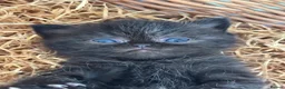 Exotic cats for sale: 2 high quality exotic females  - Advert 7