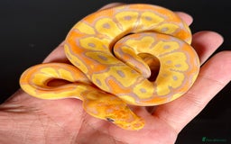 Python Snake reptiles for sale: Royal pythons  - Image 8