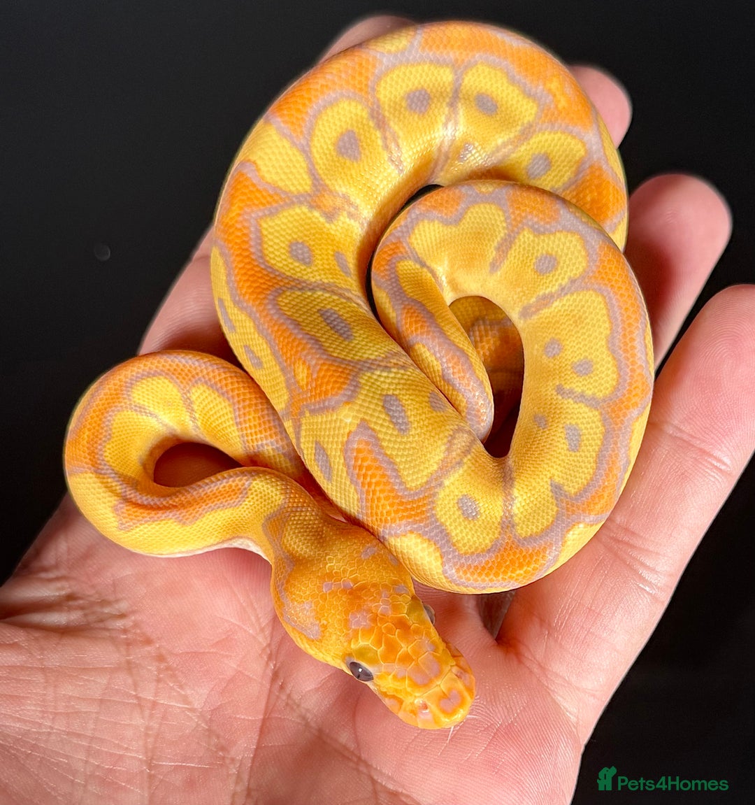 Python Snake reptiles for sale: Royal pythons  - Image 8