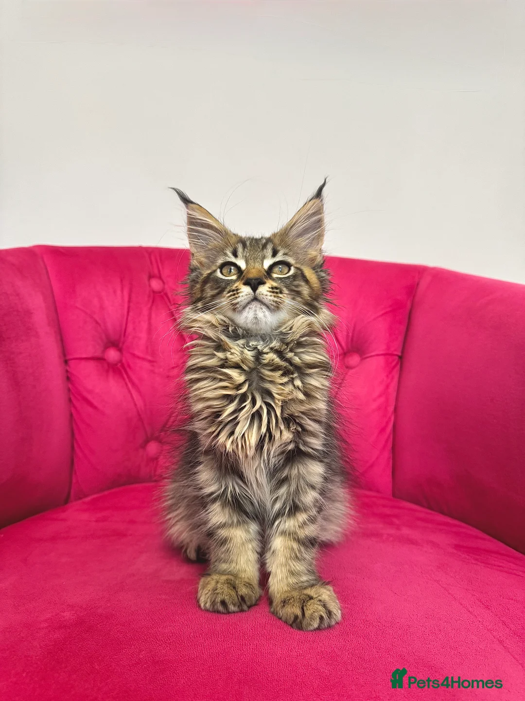 Maine Coon cats for sale: MaineCoon Kittens 🏆20+Gen🧬 Outstadning Pedigree - Advert 18