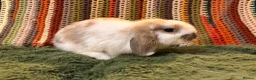 Mini Lop rabbits for sale: Minilop babies ready for new homes  - Advert 3