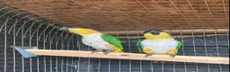 Parrots birds for sale: Black headed caique  - Advert 3