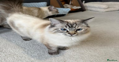 Ragdoll cats - Advert 8