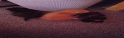 Mixed Breed cats for sale: Kitten/cat in Chard - Advert 3