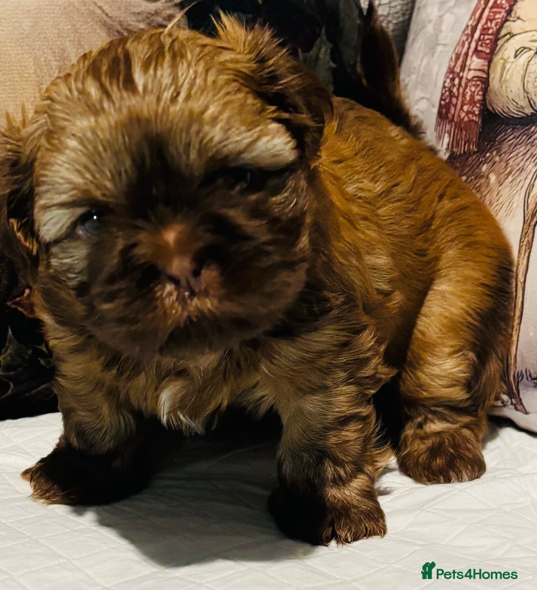 Shih Tzu dogs for sale: Kc reg adorable girls  - Advert 10