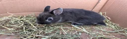 Mini Lop rabbits for sale: Minilop babies  - Advert 5