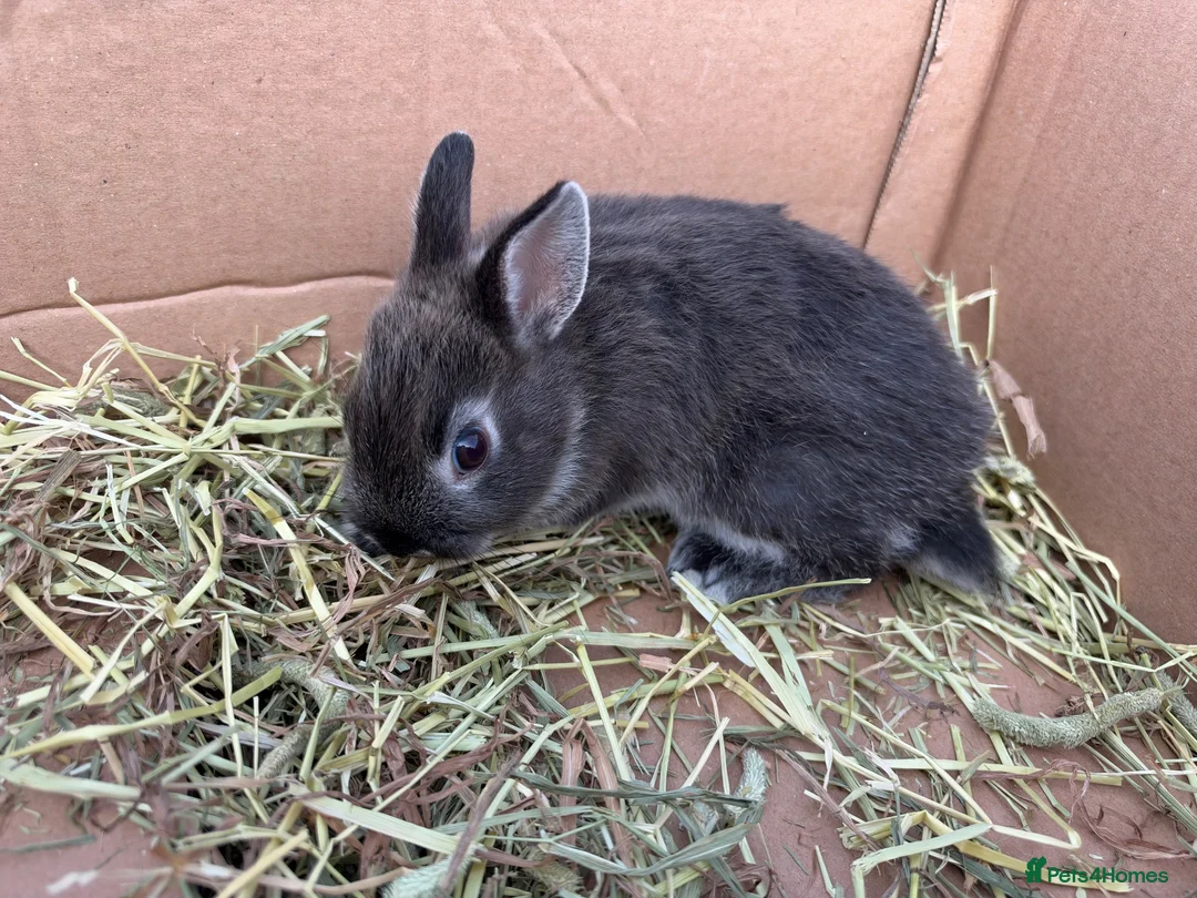 Mini Lop rabbits for sale: Minilop babies  - Advert 5