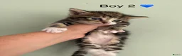 Maine Coon cats for sale: Maine coon X BSH Kittens - Advert 8