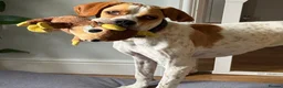 Pointer dogs for adoption: Remi (English Pointer) in Bedford - Advert 3