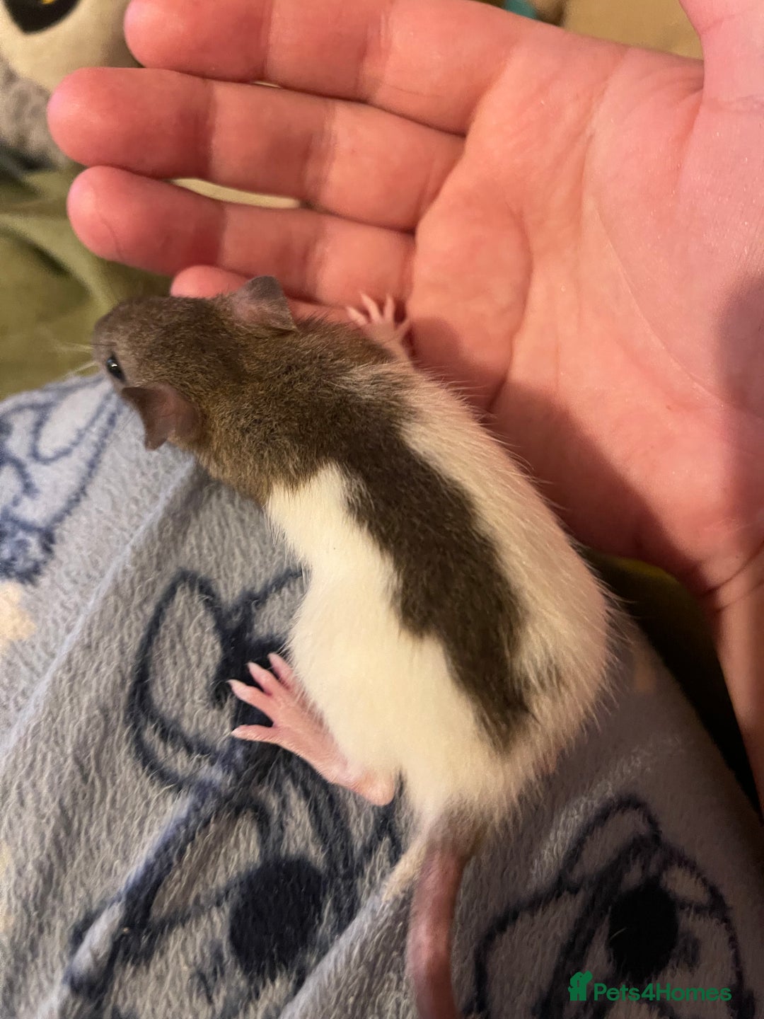 Rat rodents for sale: Baby rats looking for 5*homes only  - Advert 11