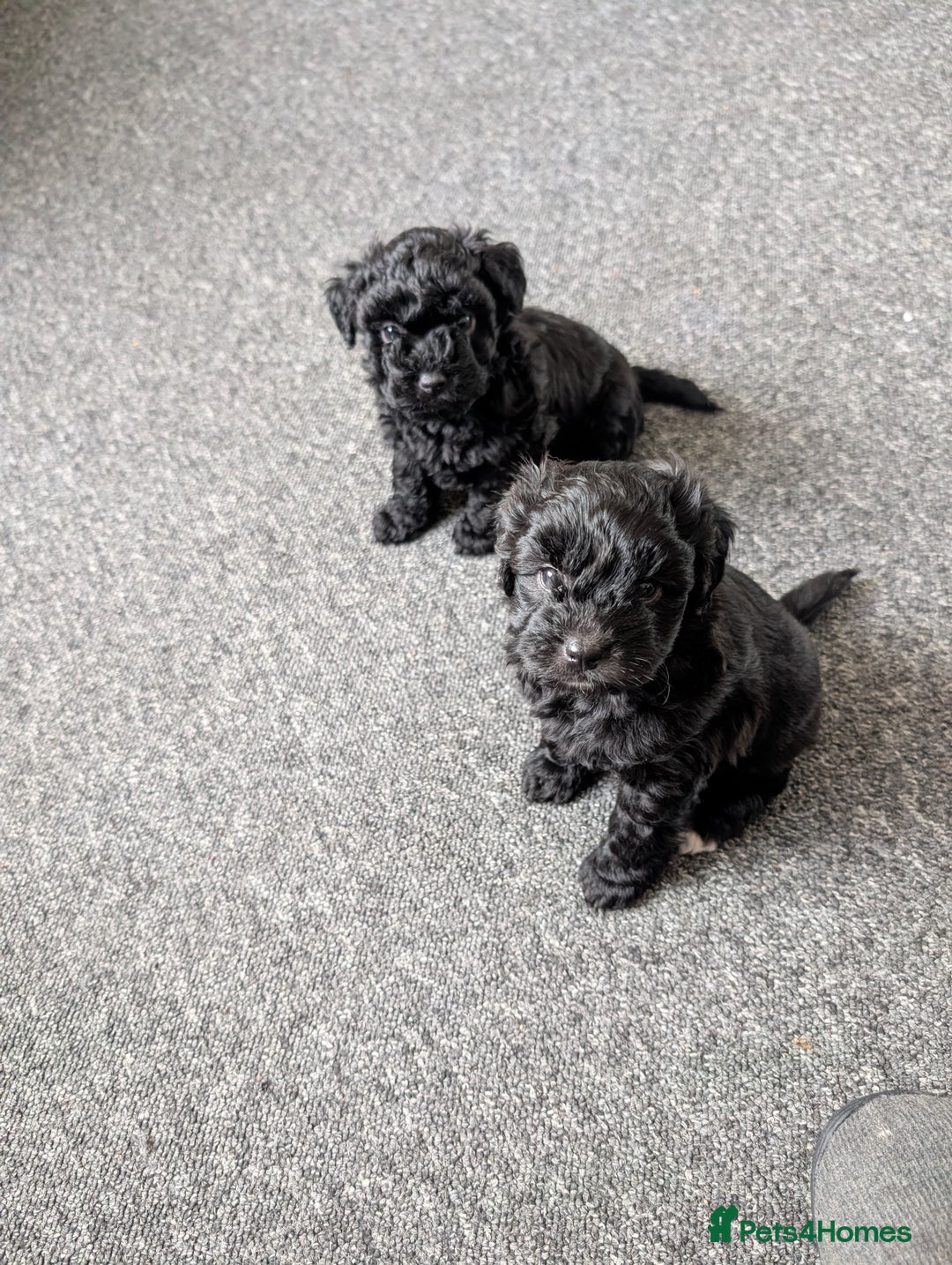 Mixed Breed dogs for sale: Mixed breed puppies 6 weeks old  - Advert 7