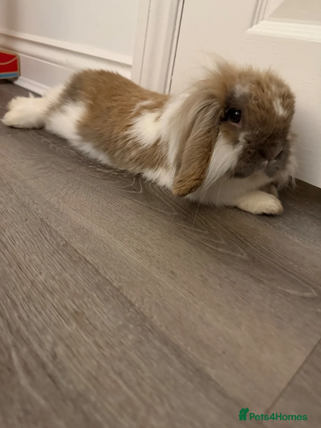 Mini Lion Lop rabbits for sale: Lionlop Bunnies  - Advert 13