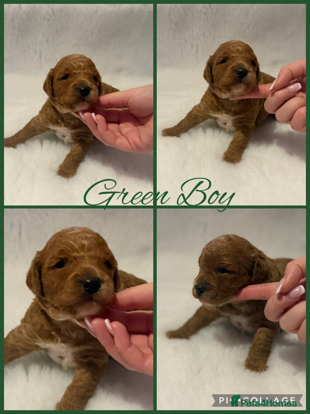 Cavapoo dogs for sale: F1b Cavapoo puppies  - Advert 4