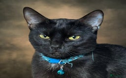 Mixed Breed cats for adoption: Mama  - Image 1