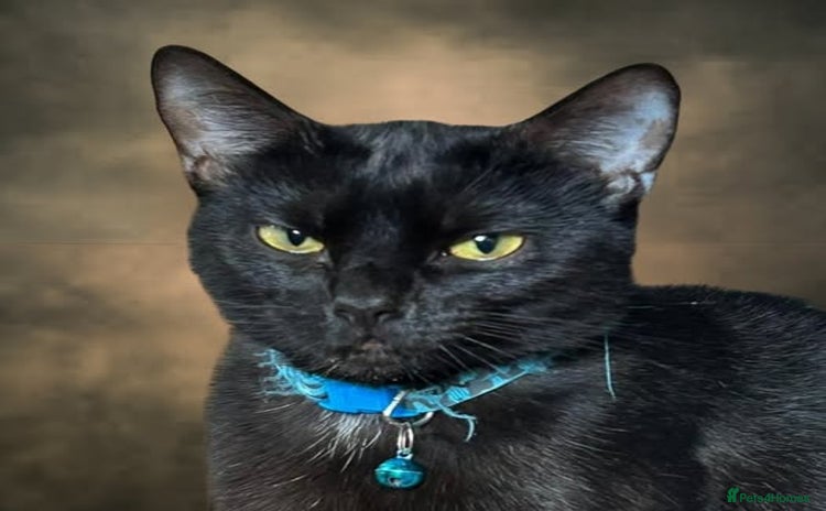 Mixed Breed cats - Advert 1