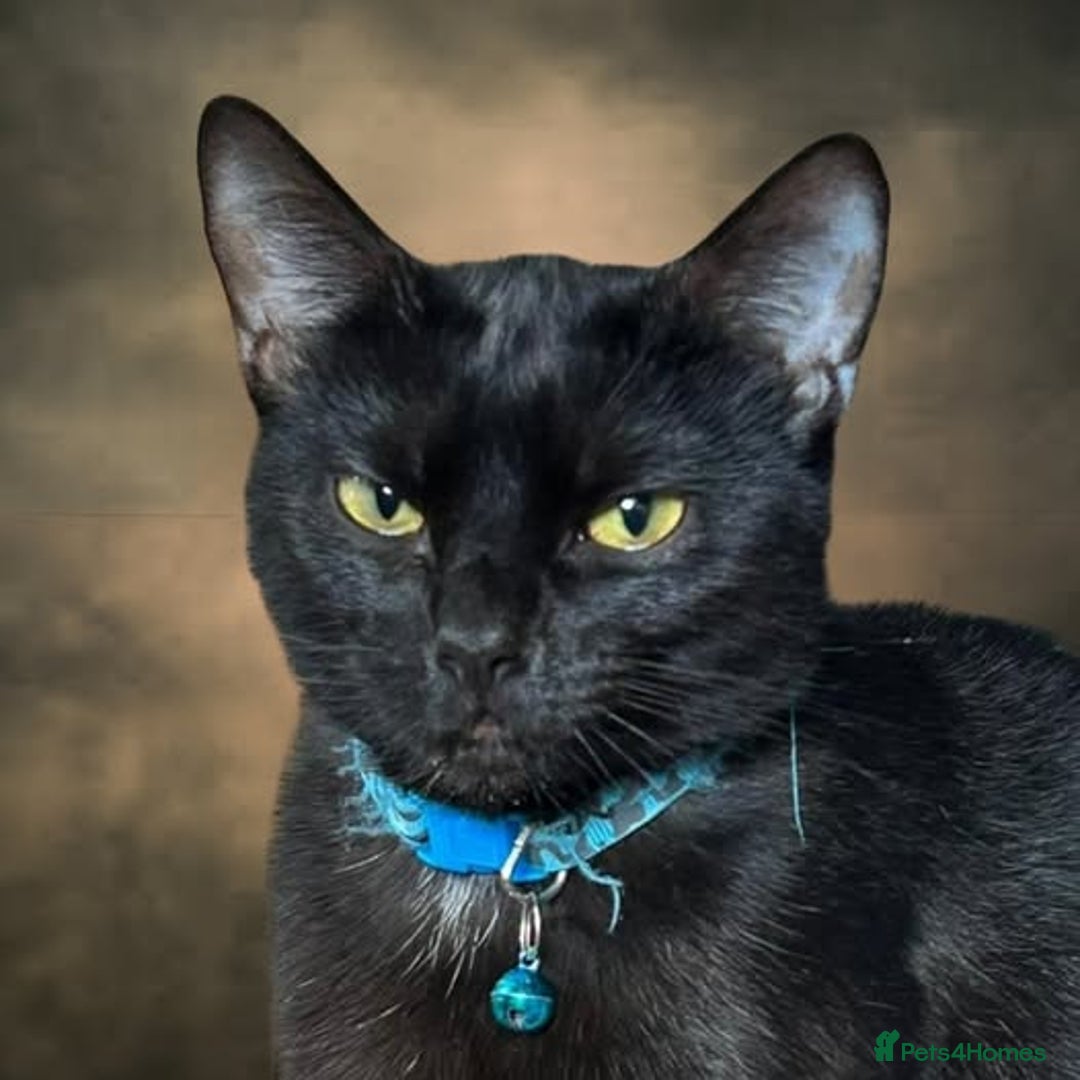 Mixed Breed cats for adoption: Mama  - Image 1