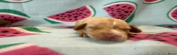 Miniature Dachshund dogs for sale: Kc Reg Smooth Haired Miniature Dachshunds  - Advert 14