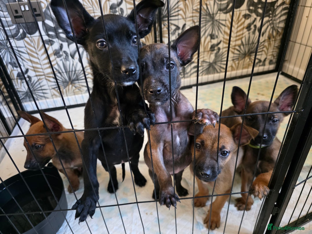 Belgian Shepherd Dog dogs for sale: Belgian malinois - Advert 1