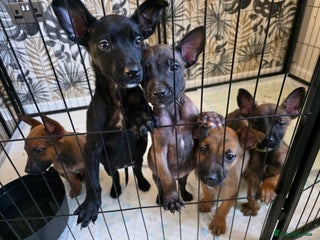 Belgian Shepherd Dog dogs Belgian malinois - Advert 12