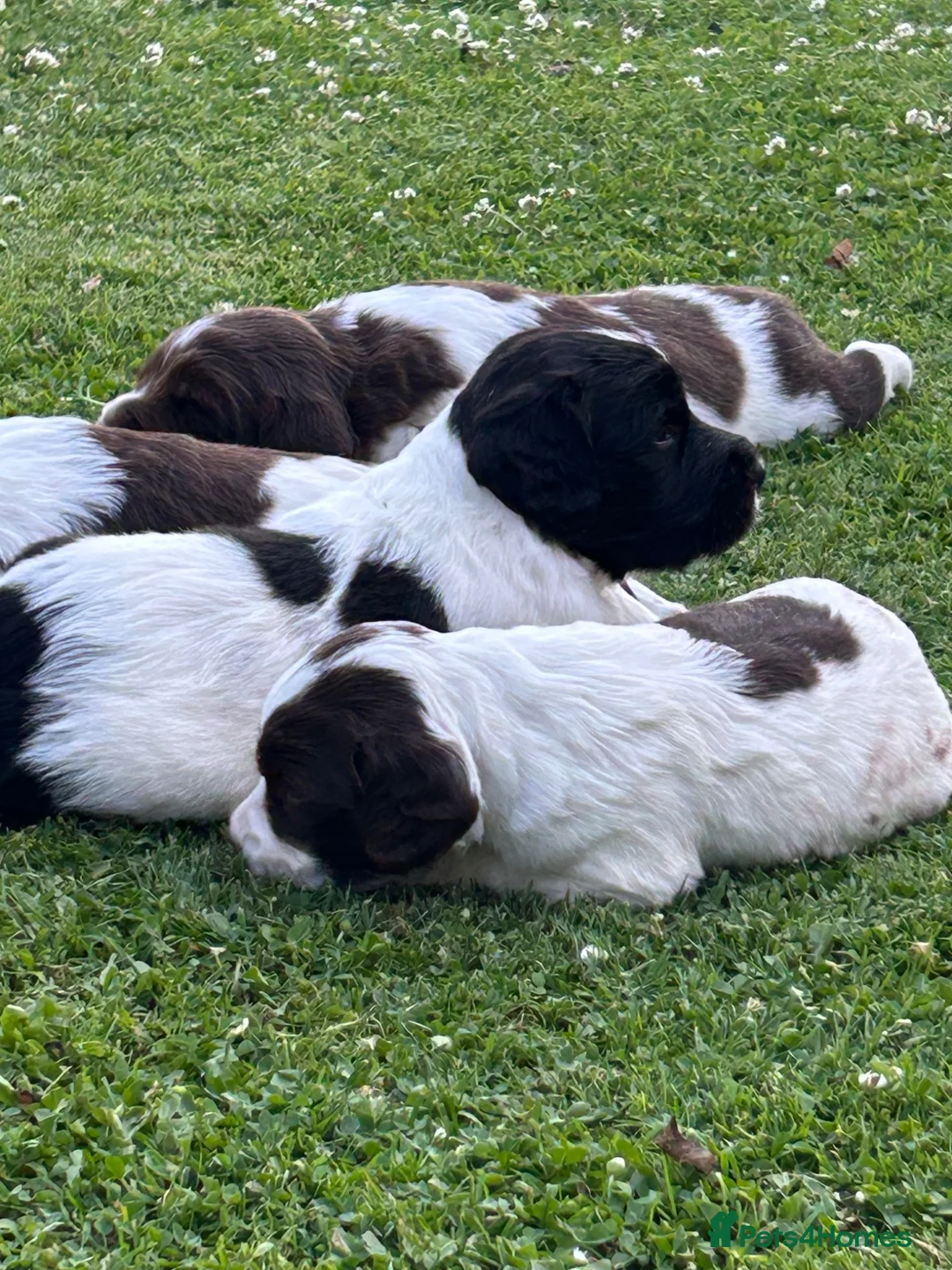 English Springer Spaniel dogs for sale: Beautiful Springer Spaniel Puppies For Sale  - Advert 40