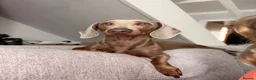 Miniature Dachshund dogs for stud: Lilac & tan Miniature dachshund in Bridgend - Advert 13