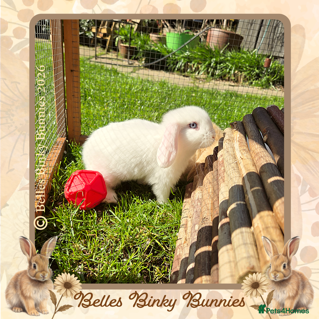 Mini Lop rabbits 🌷Ready Now 🌷Mini Lop Doe 🌷White with Blue Eyes - Advert 1