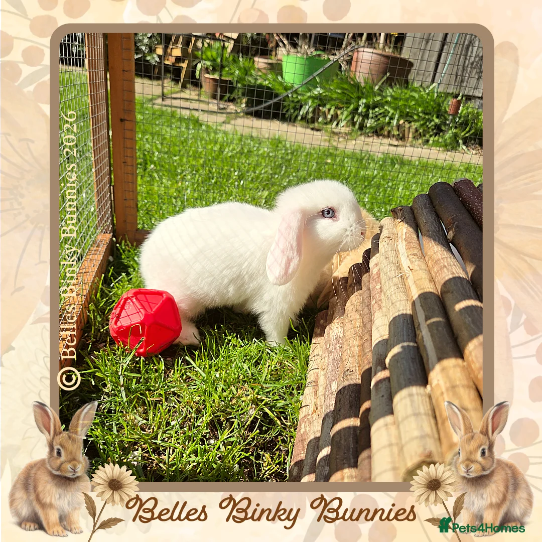 Mini Lop rabbits for sale: 🌷 SOLD 🌷 - Advert 1