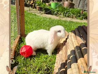 Mini Lop rabbits 🌷Ready Now 🌷Mini Lop Doe 🌷White with Blue Eyes - Advert 1