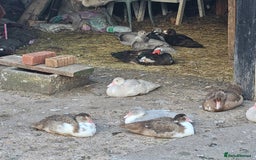 Ducks poultry for sale: Muscovy  - Image 11
