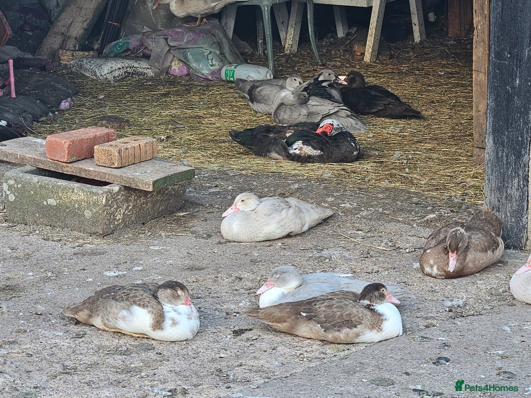 Ducks poultry for sale: Muscovy  - Image 11