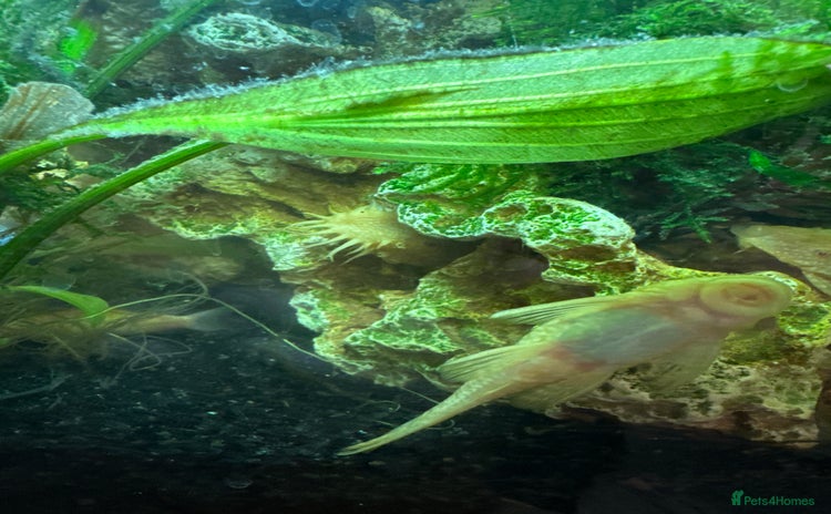 Plecos fish - Advert 1