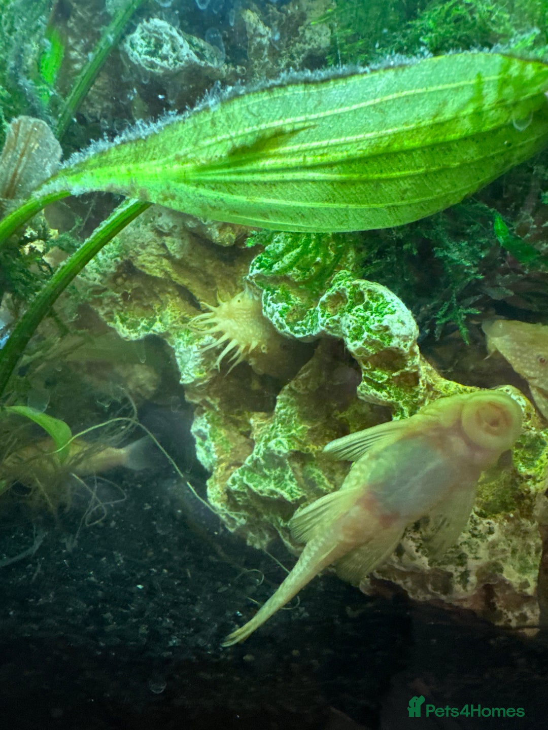 Plecos fish for sale: Albino bristlenose fish - Image 1