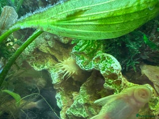 Plecos fish - Advert 5