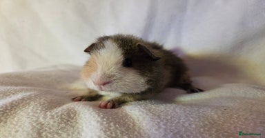 Guinea Pig rodents - Advert 7